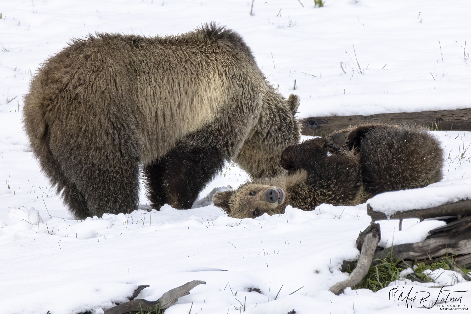 Snow and Cub, Yellowstone National Park